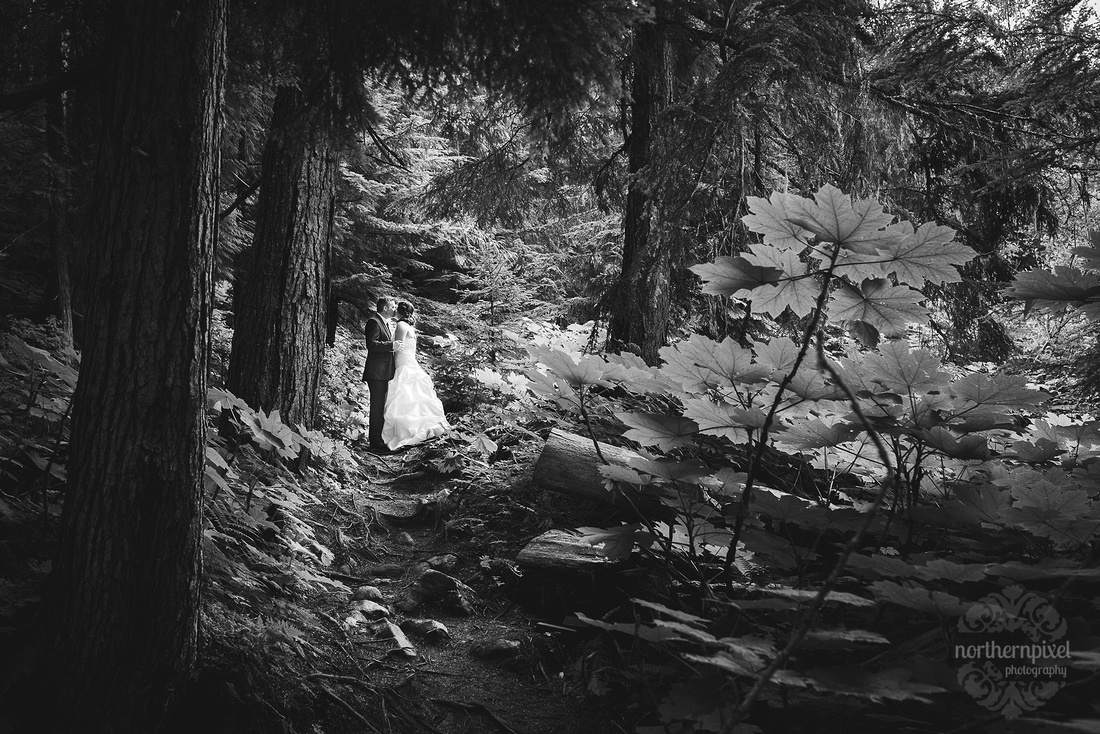 Ancient Forest After Wedding Session Prince George British Columbia